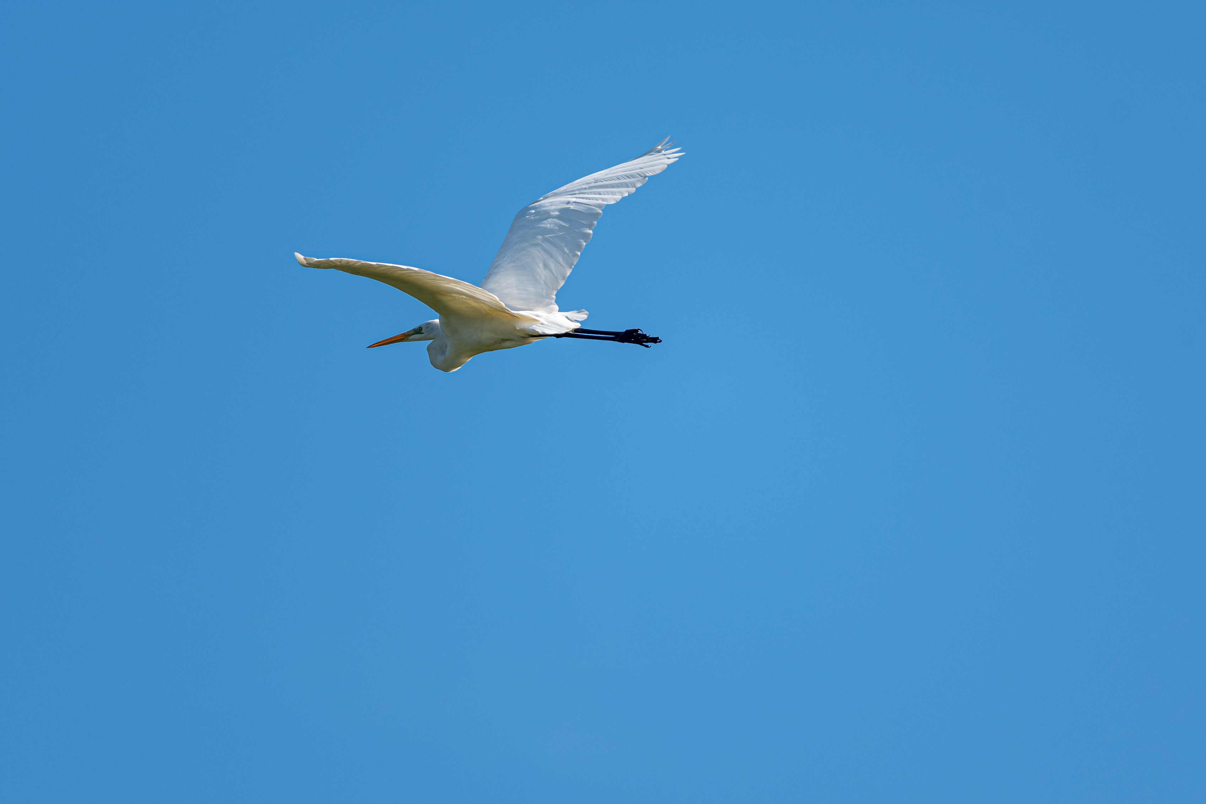 Airone bianco