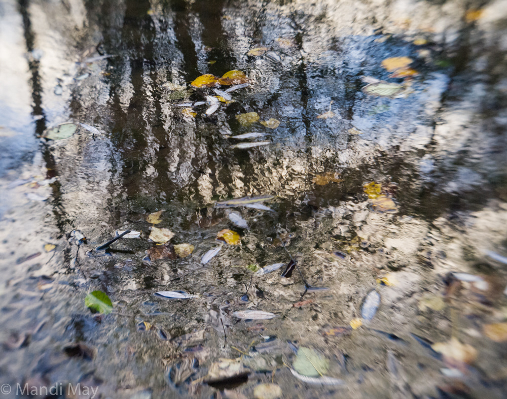 Ripple 1