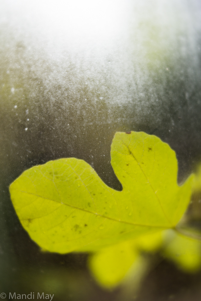 Fig Leaf in Light