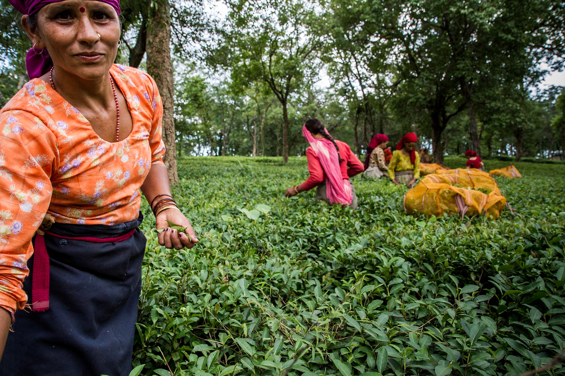 Palampar, India. Women harvest tea leaves. Taken August 29, 2012.