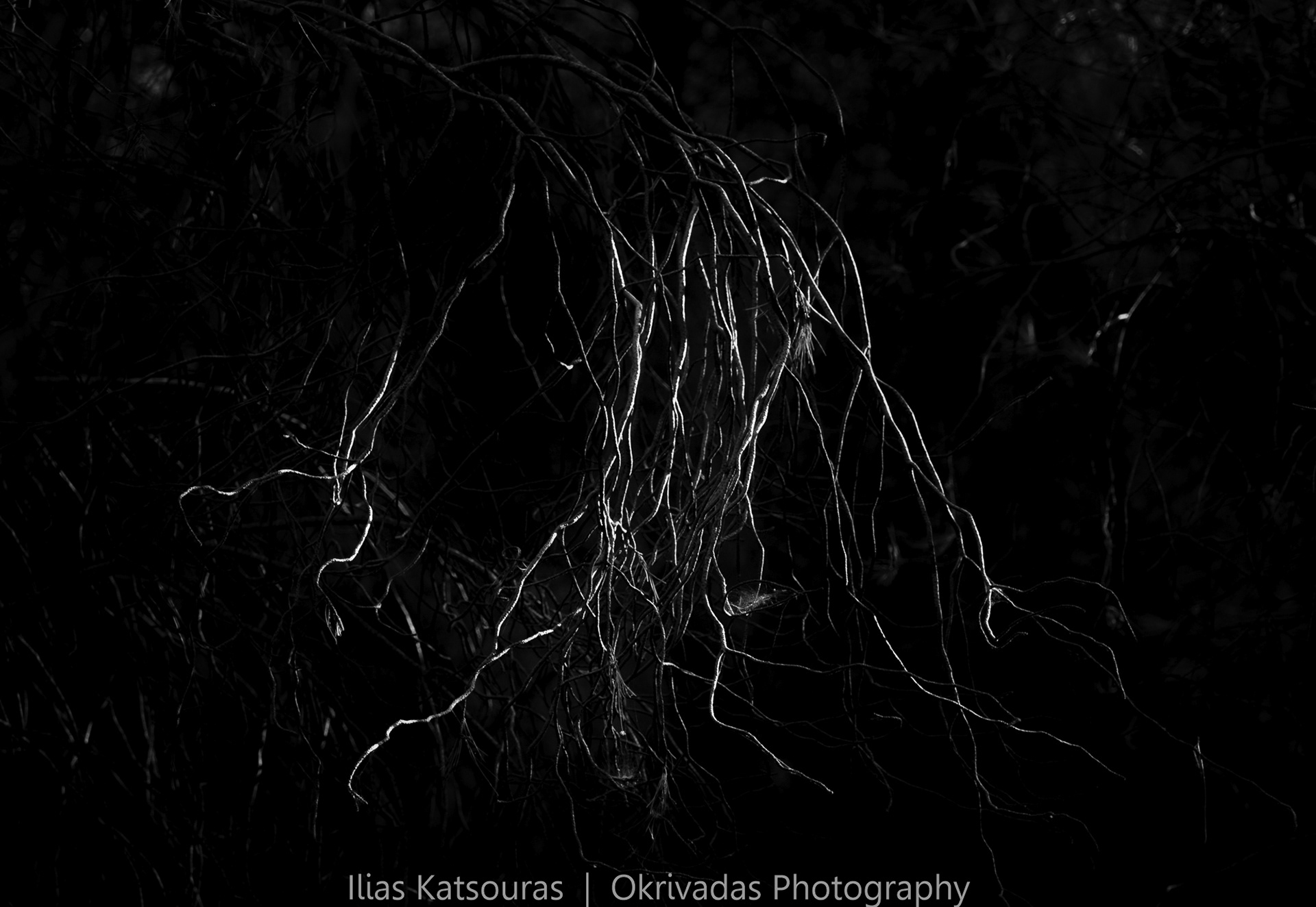 black and white tree branches ασπρόμαυρα κλαδιά δέντρο