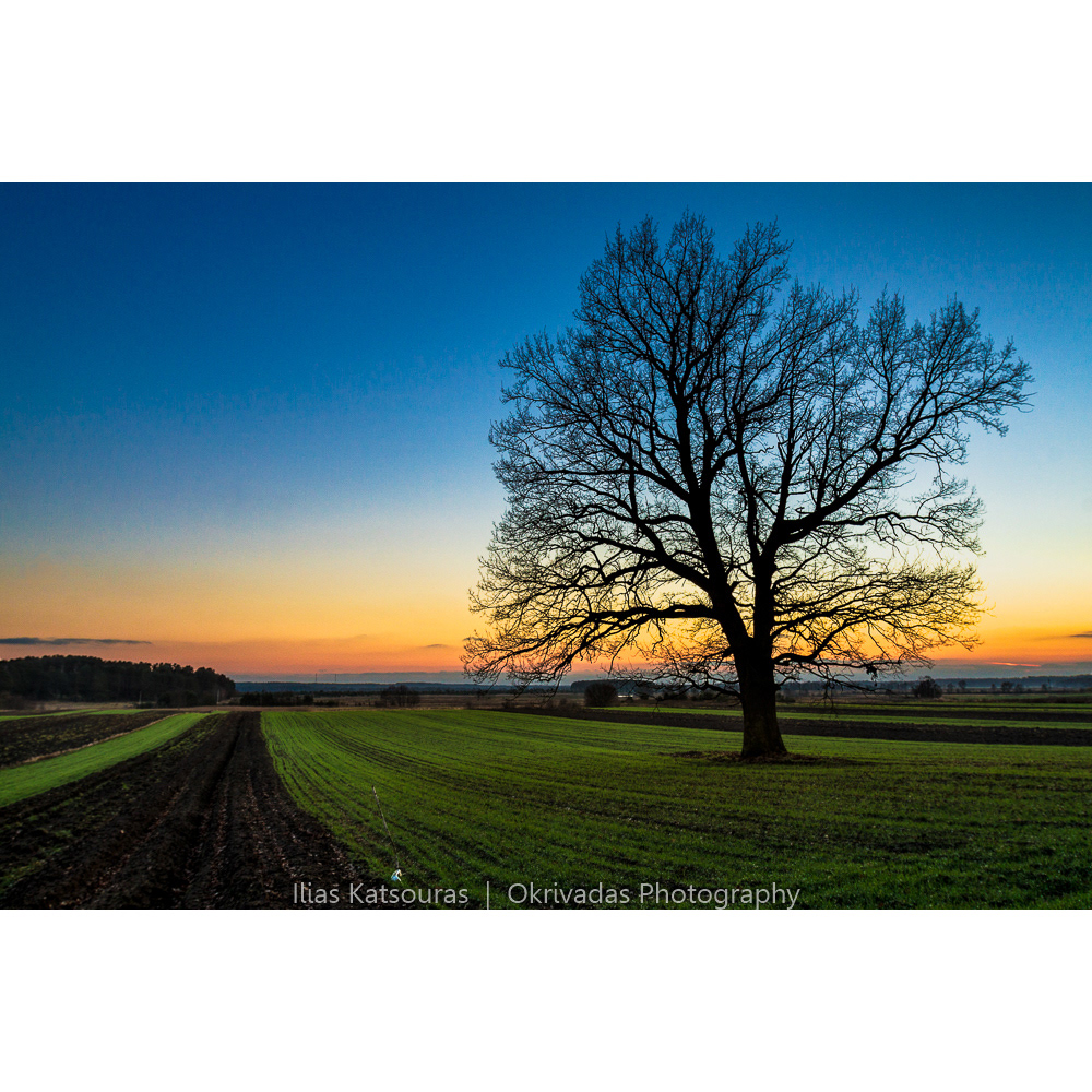 lithuania lietuva iconic tree landscape λιθουανία δέντρο τοπίο