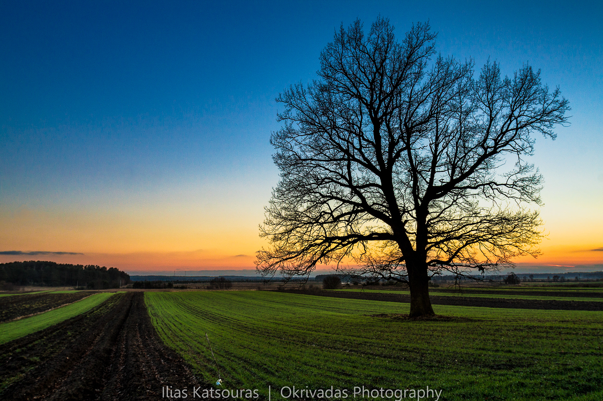 lithuania lietuva iconic tree landscape λιθουανία δέντρο τοπίο