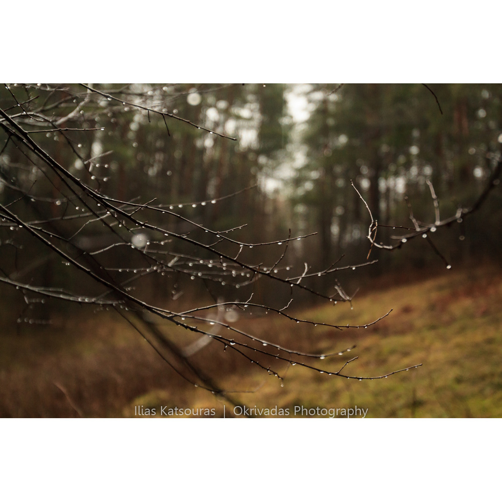 raindrops after the rain lithuania forest βροχή δάσος λιθουανία