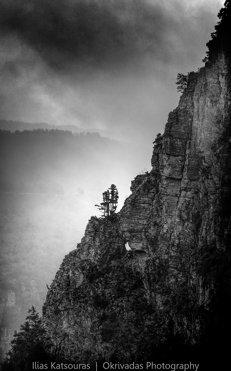 vikos tree minimalism slope epirus βίκος ήπειρος δέντρο πλαγιά