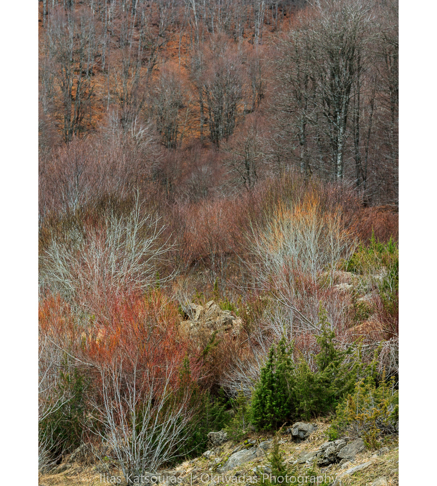epirus,greece,winter,trees,nature,landscape,ήπειρος,ελλάδα,χειμώνας,δέντρα,φύση,τοπίο