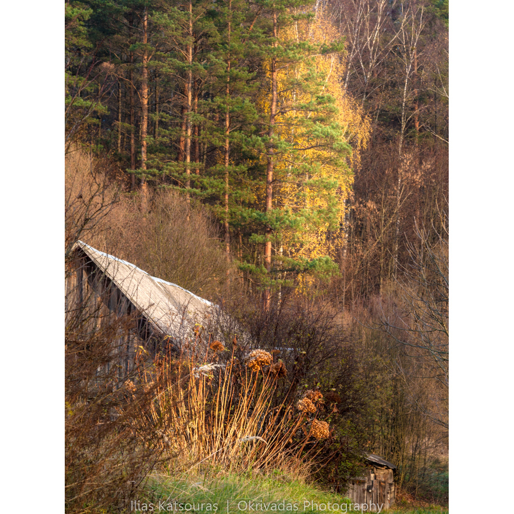 gold green lithuanian forest χρυσό πράσινο δάσος λιθουανία