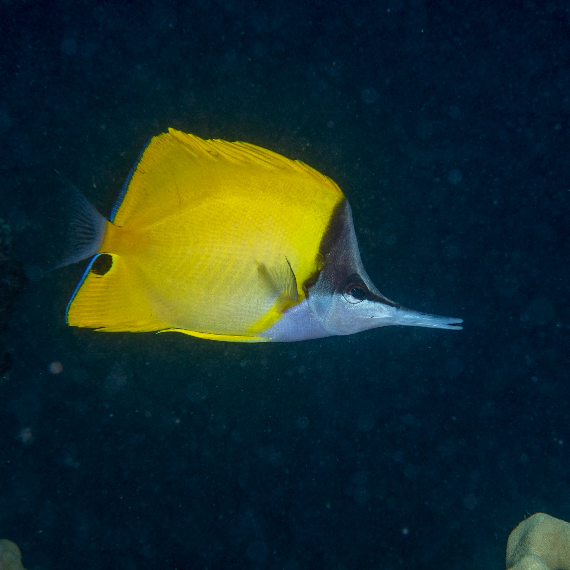 longnose butterfly fish