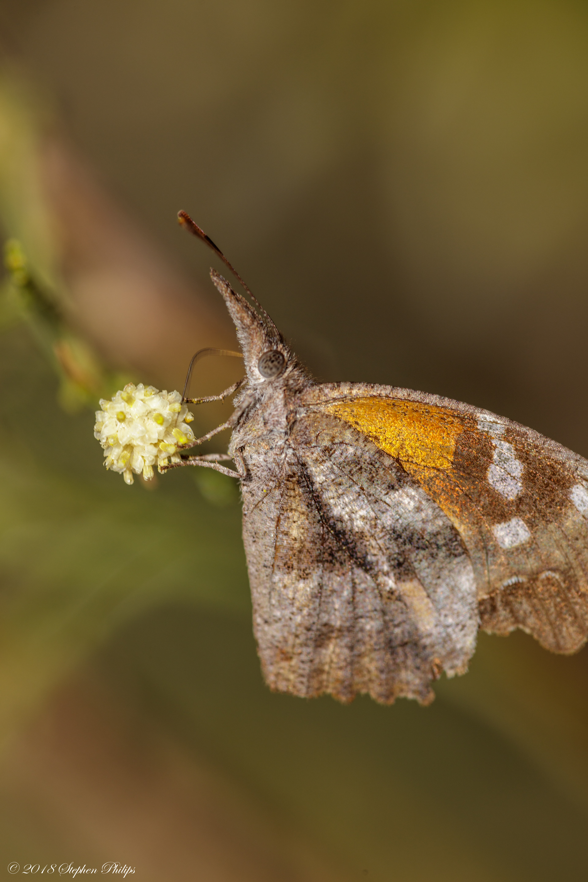 A pollinating Bee Fly
