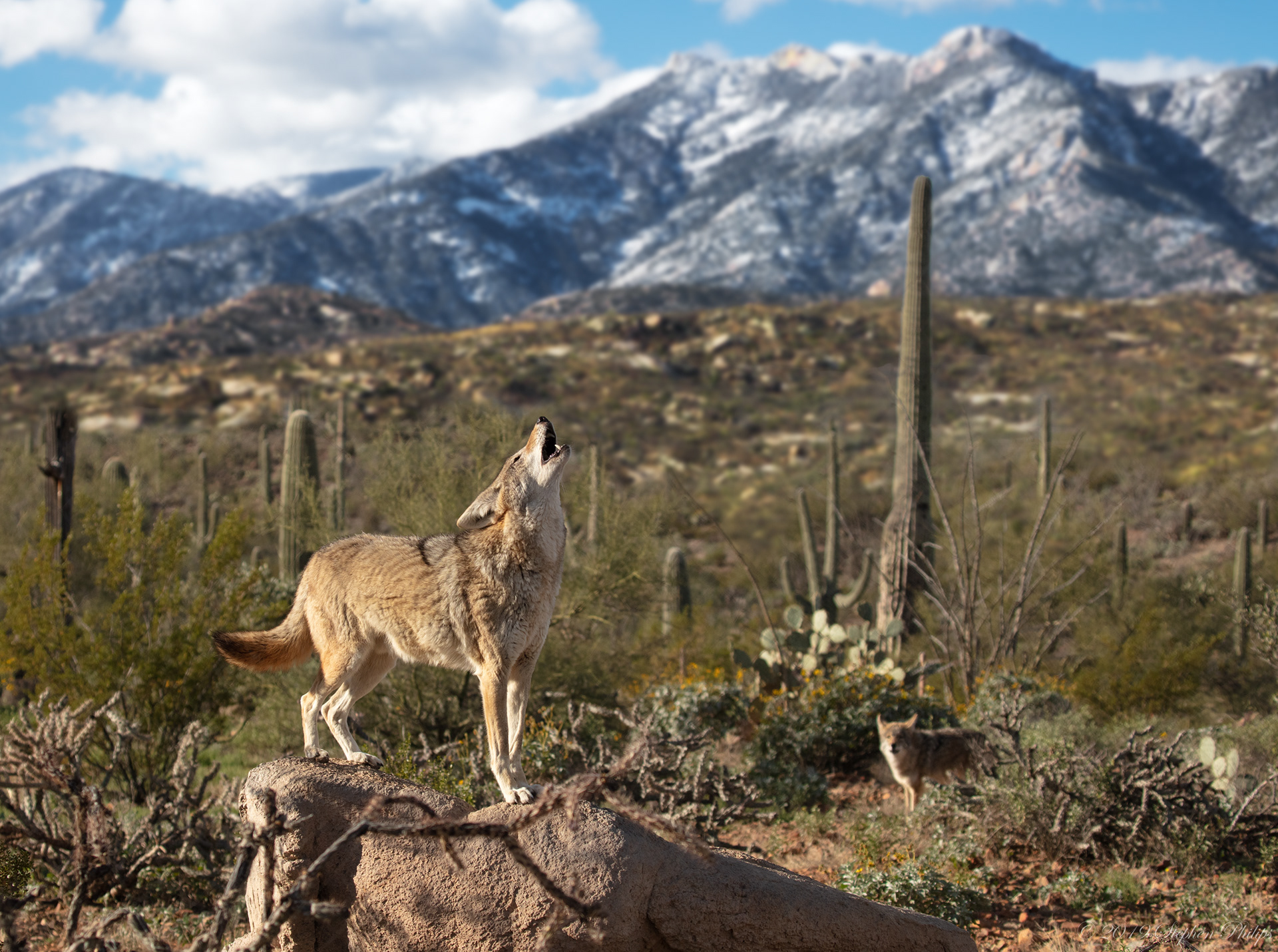 Stephen Philips - Amazing Animals of Arizona