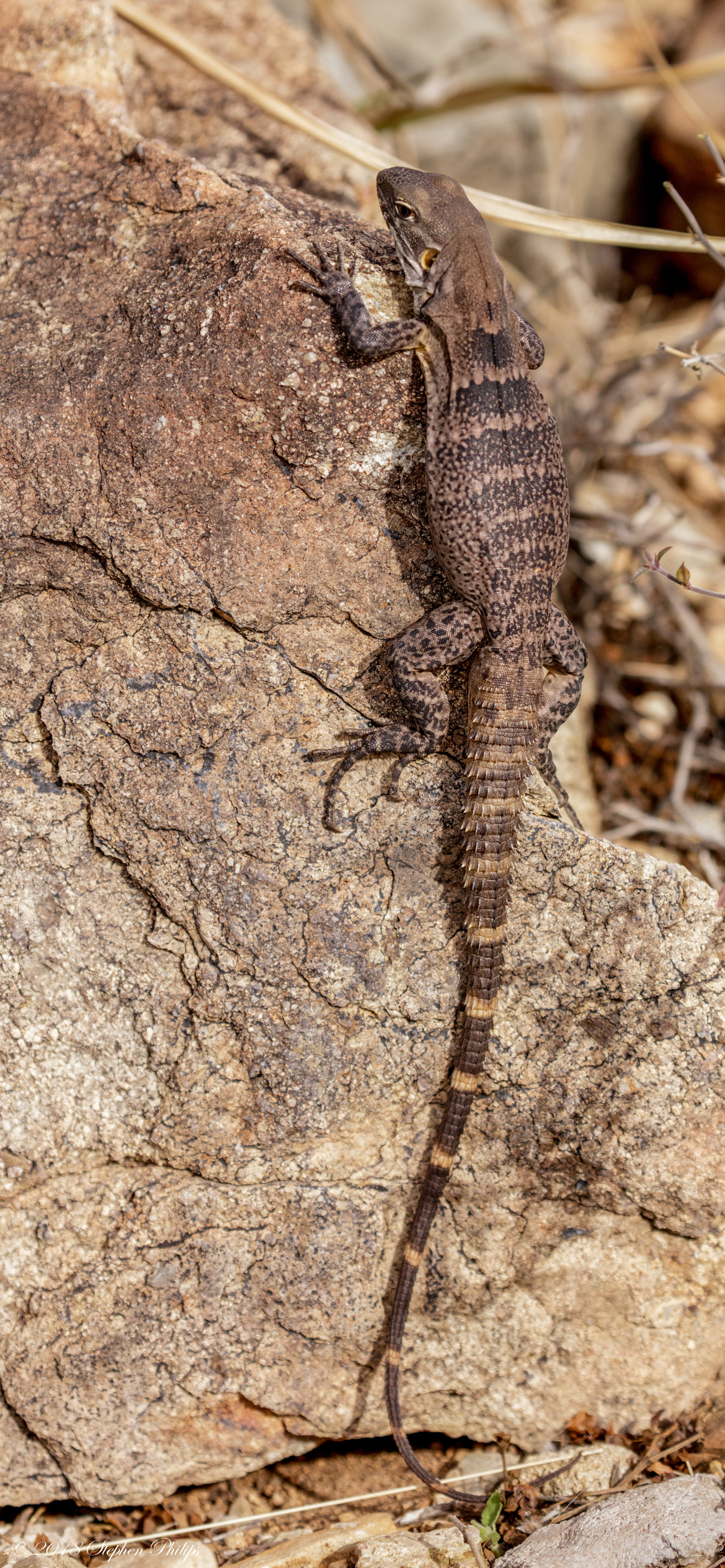 Stephen Philips - Amazing Animals of Arizona