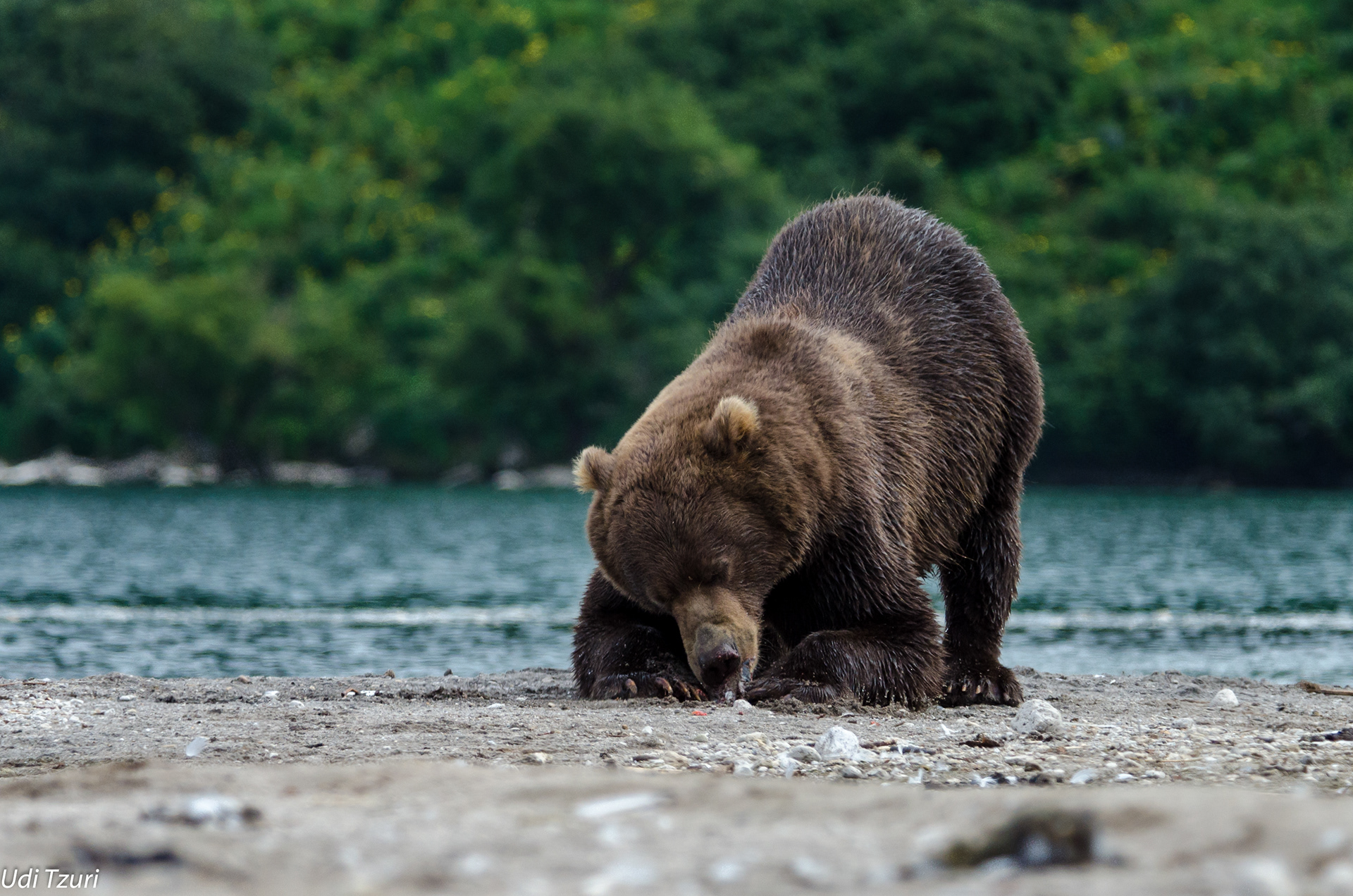 Udi Tzuri - Kamchatka Brown Bear