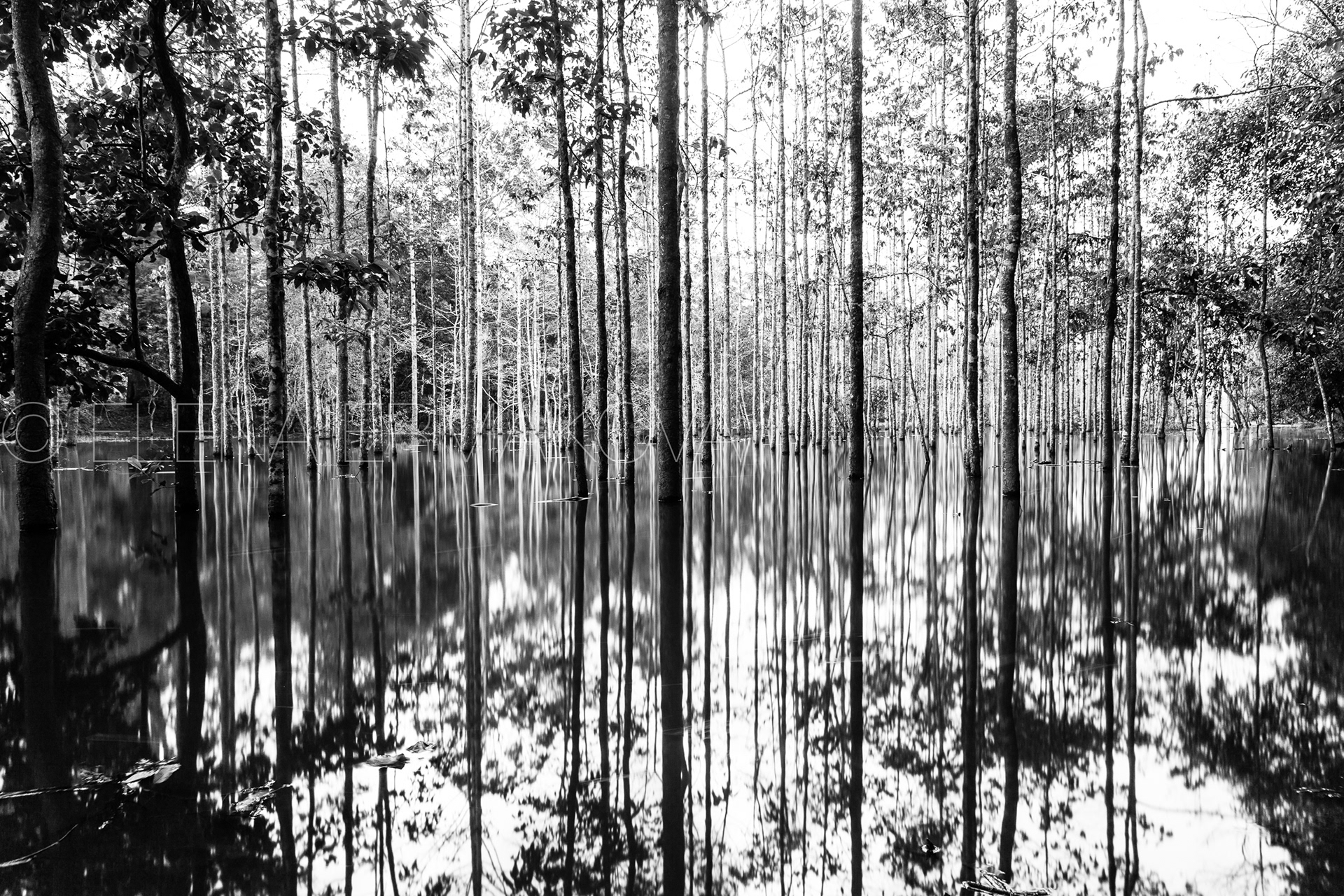 Mysterious tree trunks reflected on the water in the tropical jungles of Angkor Wat, Cambodia. Travel photography by Elena Ermakova.