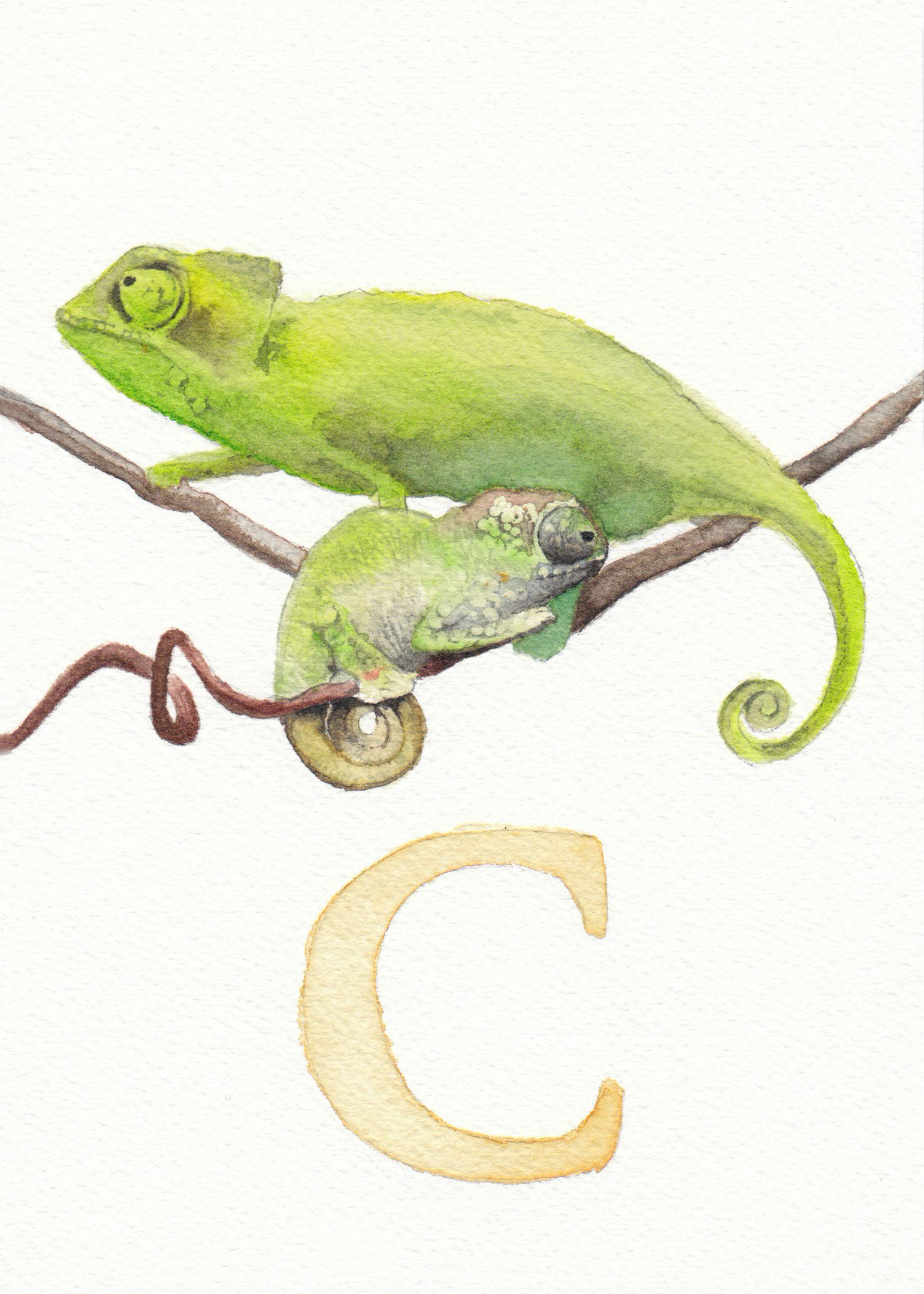 C is for Chameleon