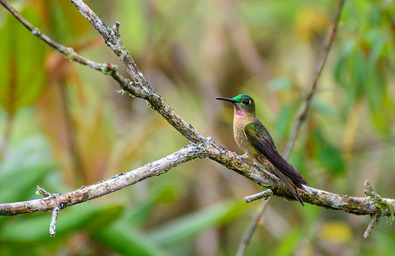 Fawn-breasted Brilliant (Heliodoxa rubinoides)