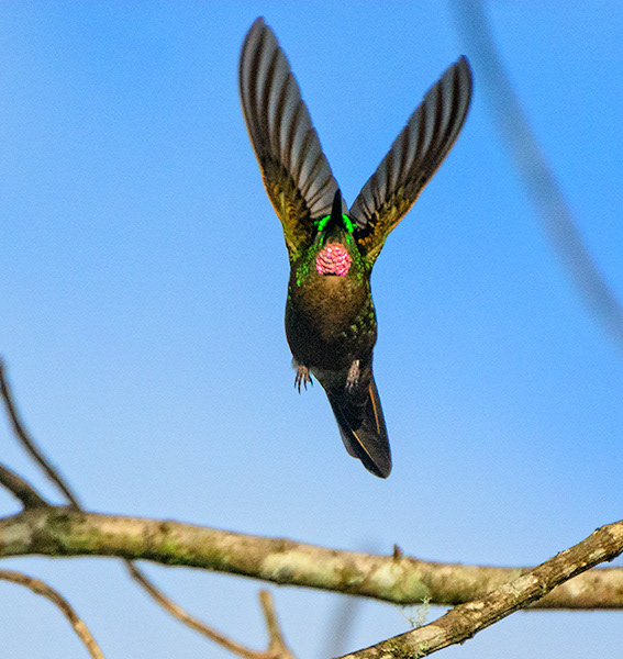 Fawn-breasted Brilliant (Heliodoxa rubinoides)