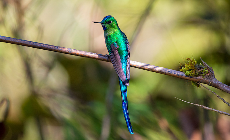 Long-tailed Sylph (Aglaiocercus kingii)