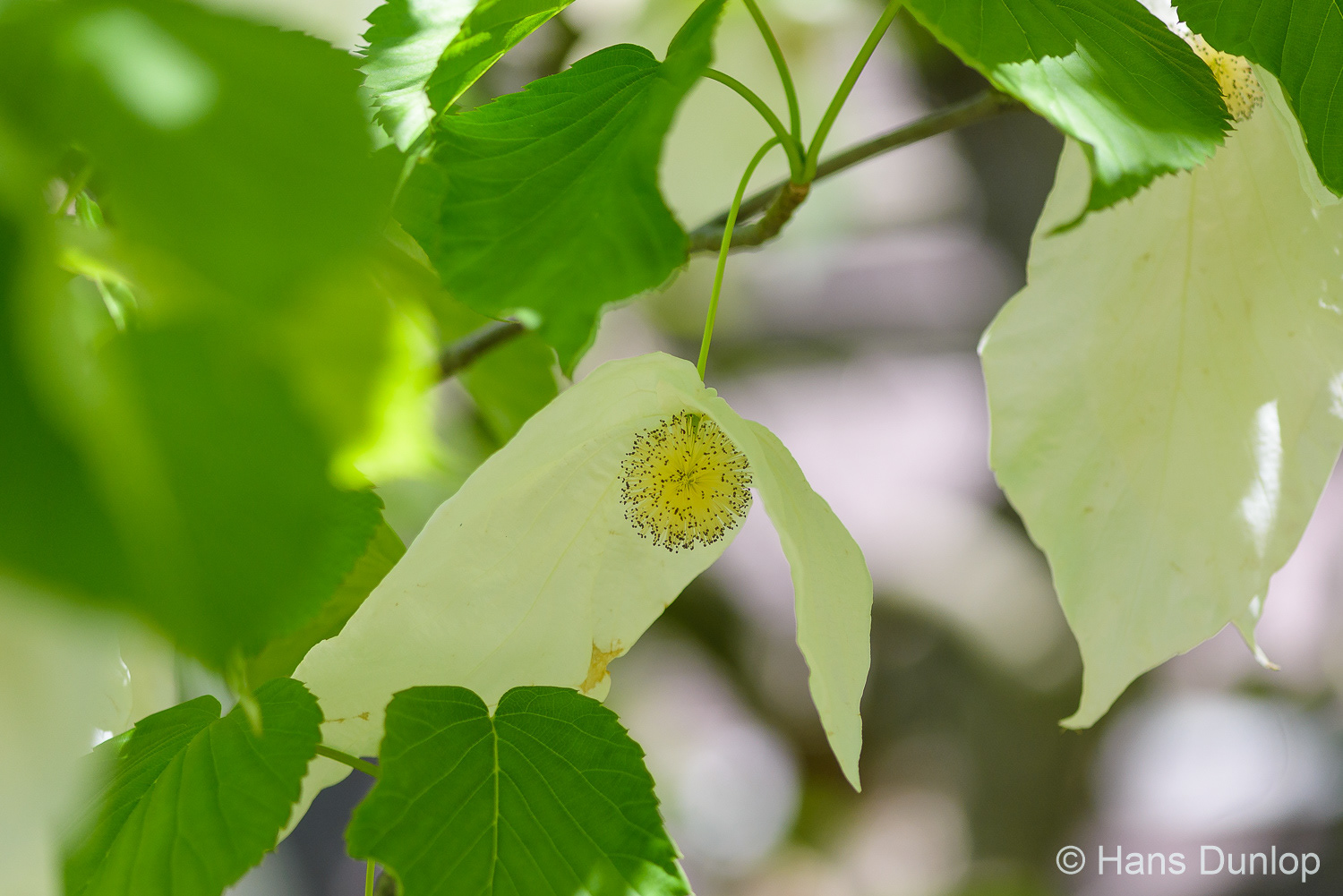 Hans Dunlop Botanische tuin in Delft