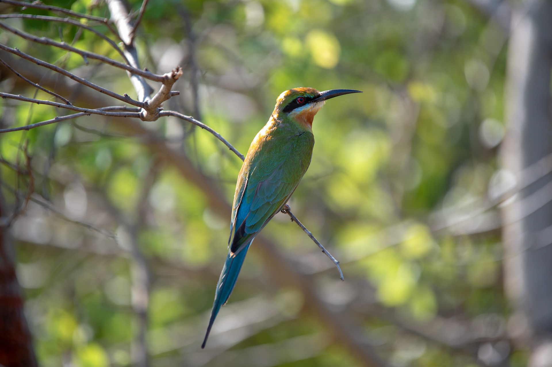 Wildlife photography 3