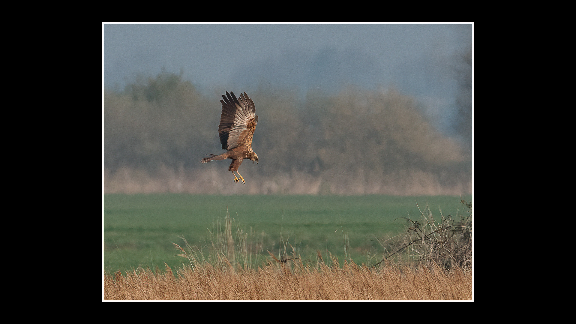 Marsh Harrier