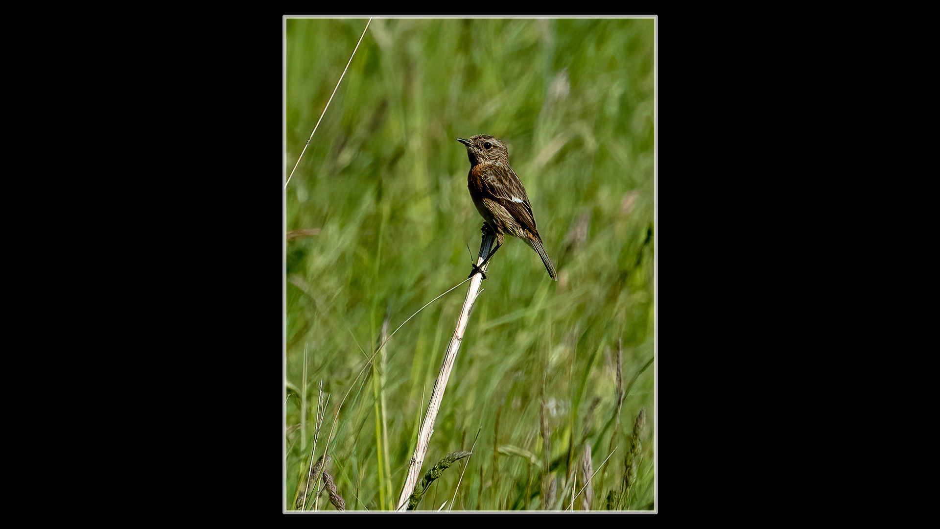 Stonechat (F)