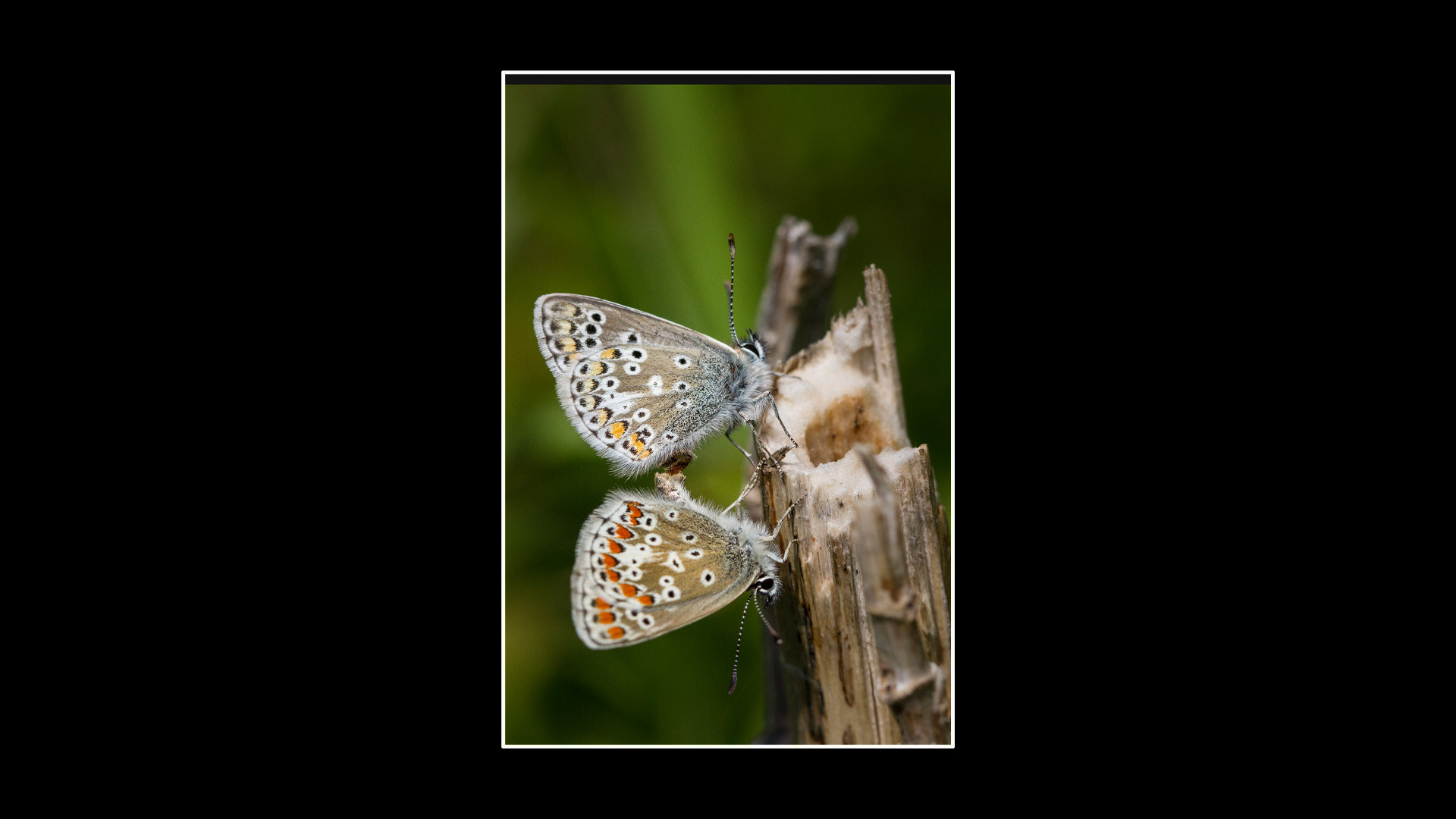Brown Argus