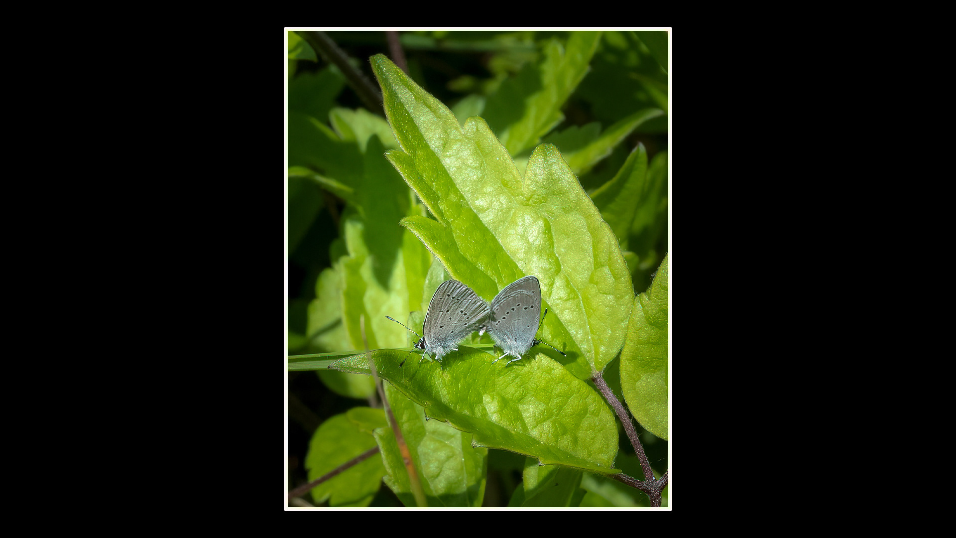 Small Blue
