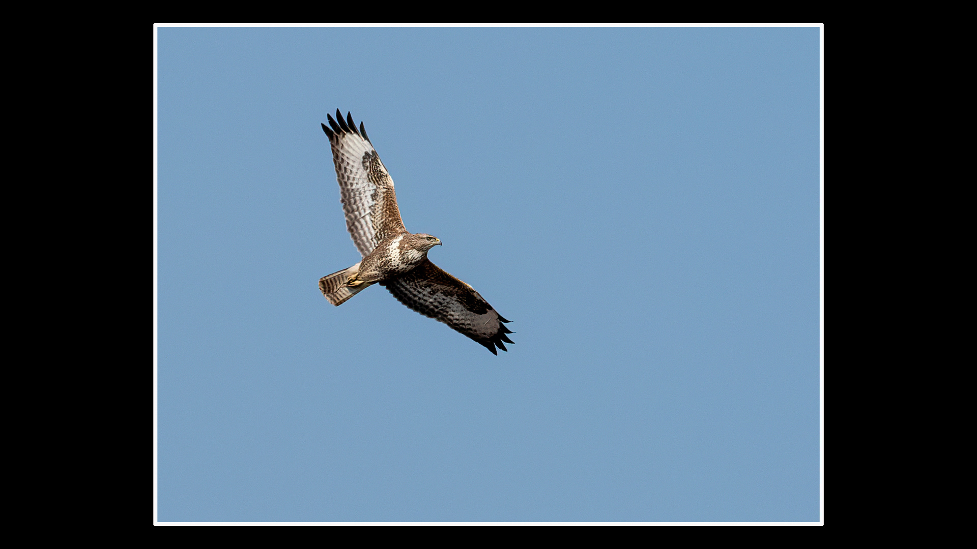 Buzzard