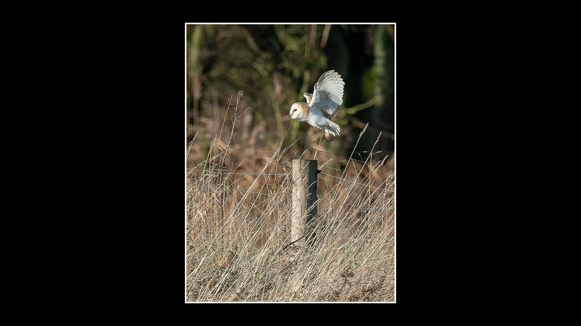 Barn Owl