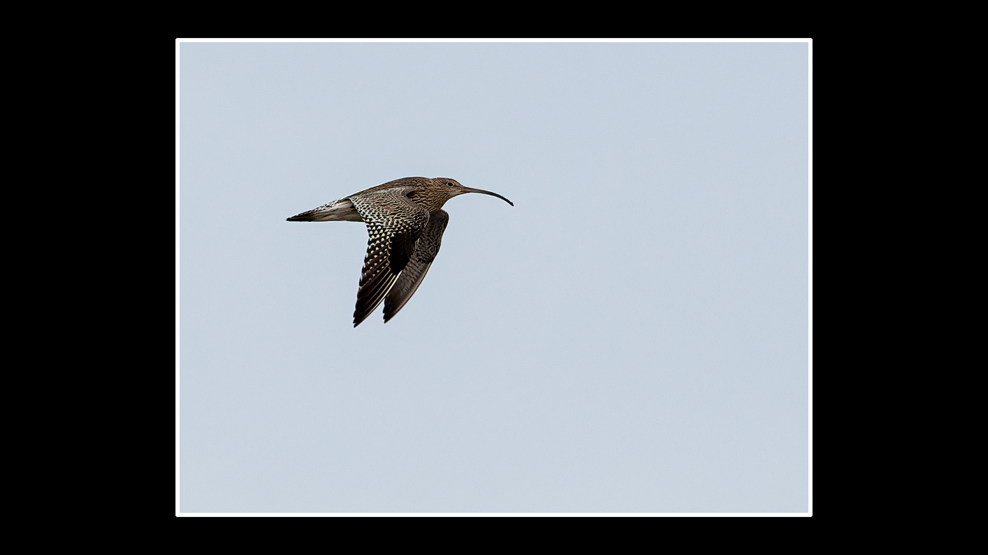 Curlew