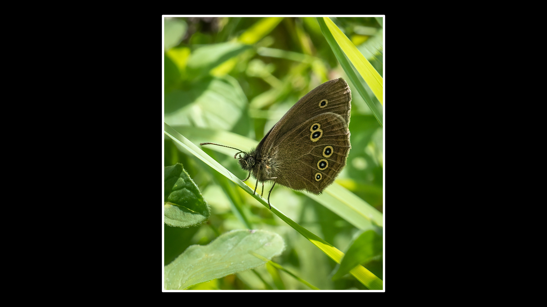 Ringlet