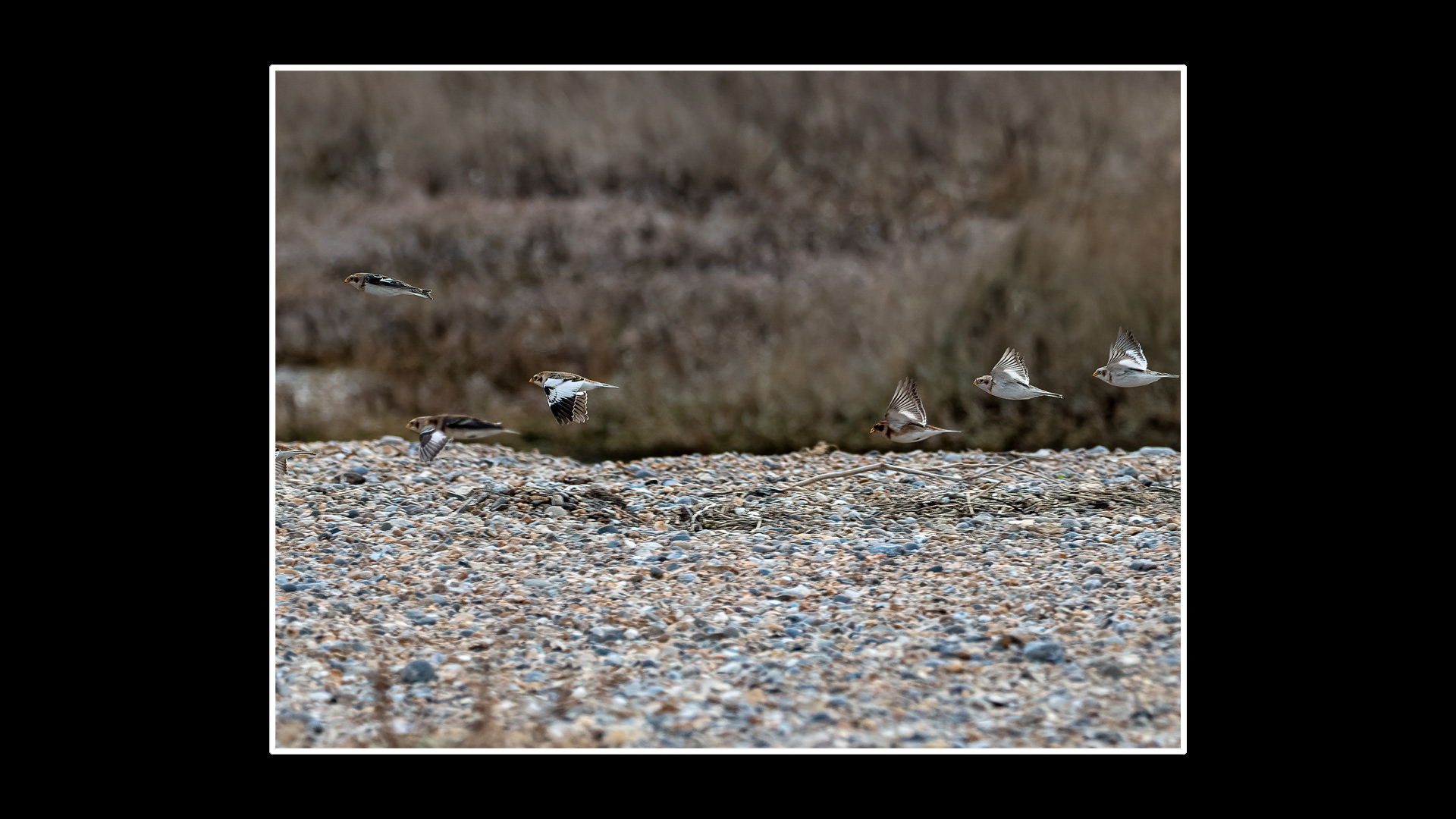 Snow Bunting