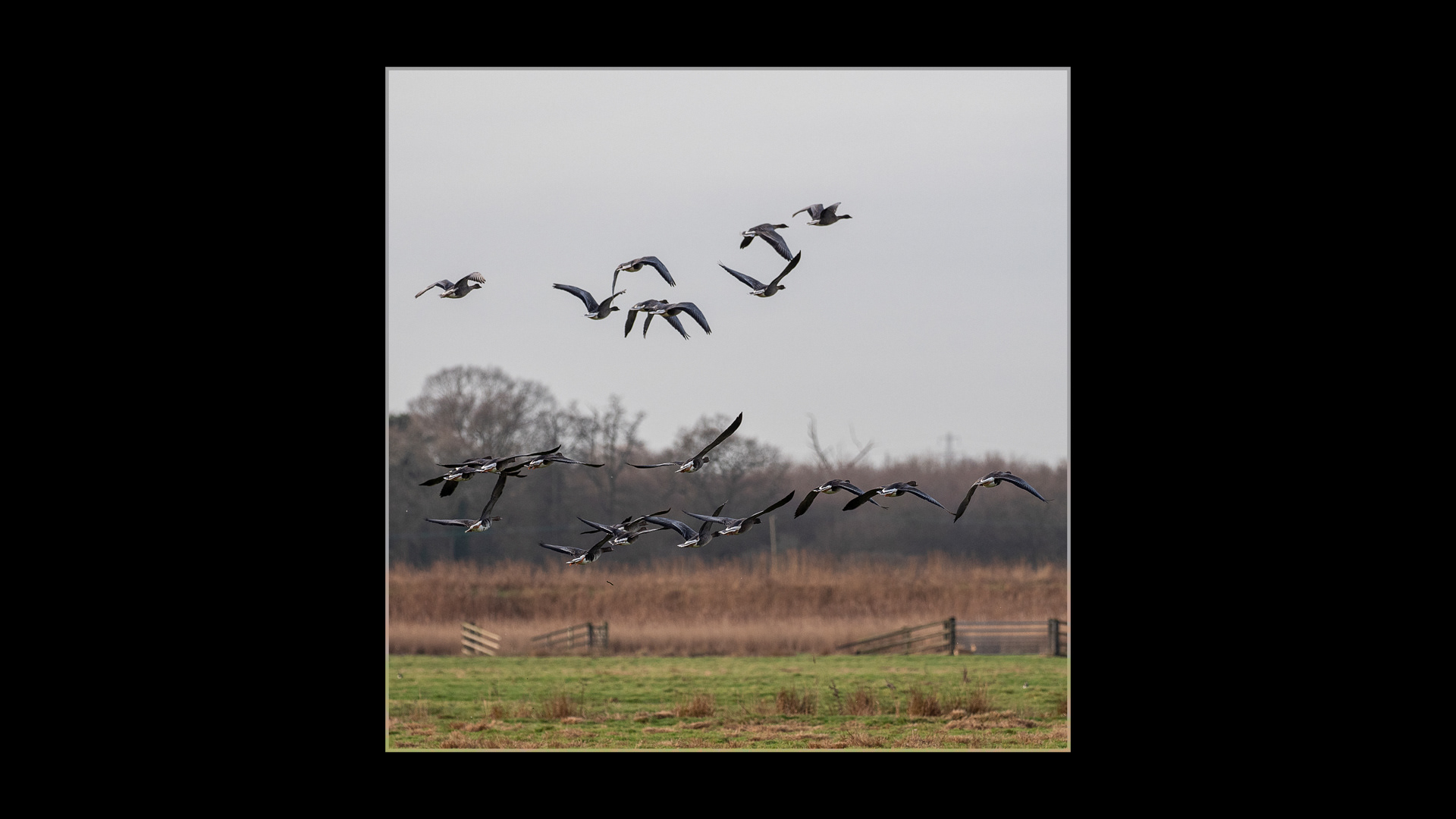 White-fronted Geese