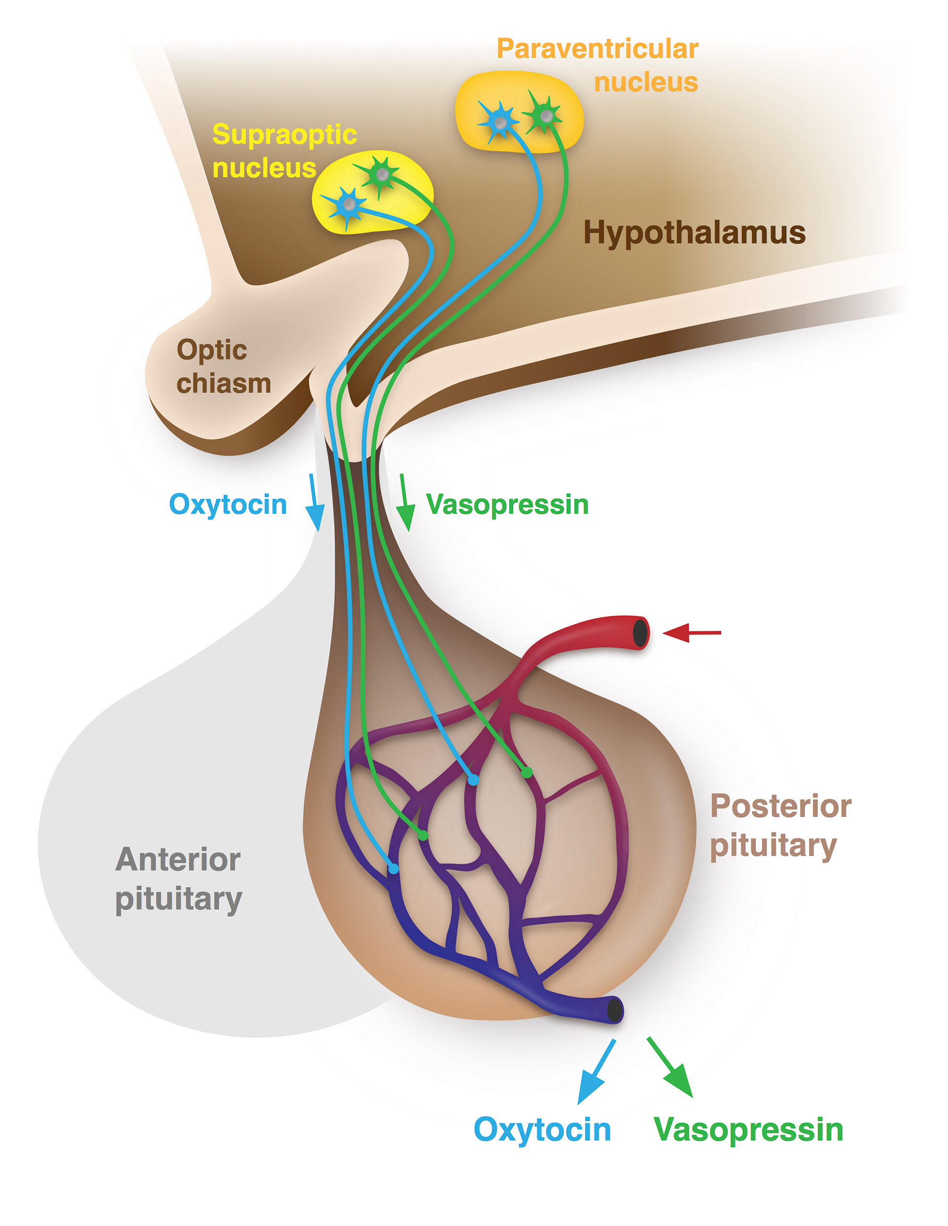 Coni Hoerndli Science Design Posterior Pituitary