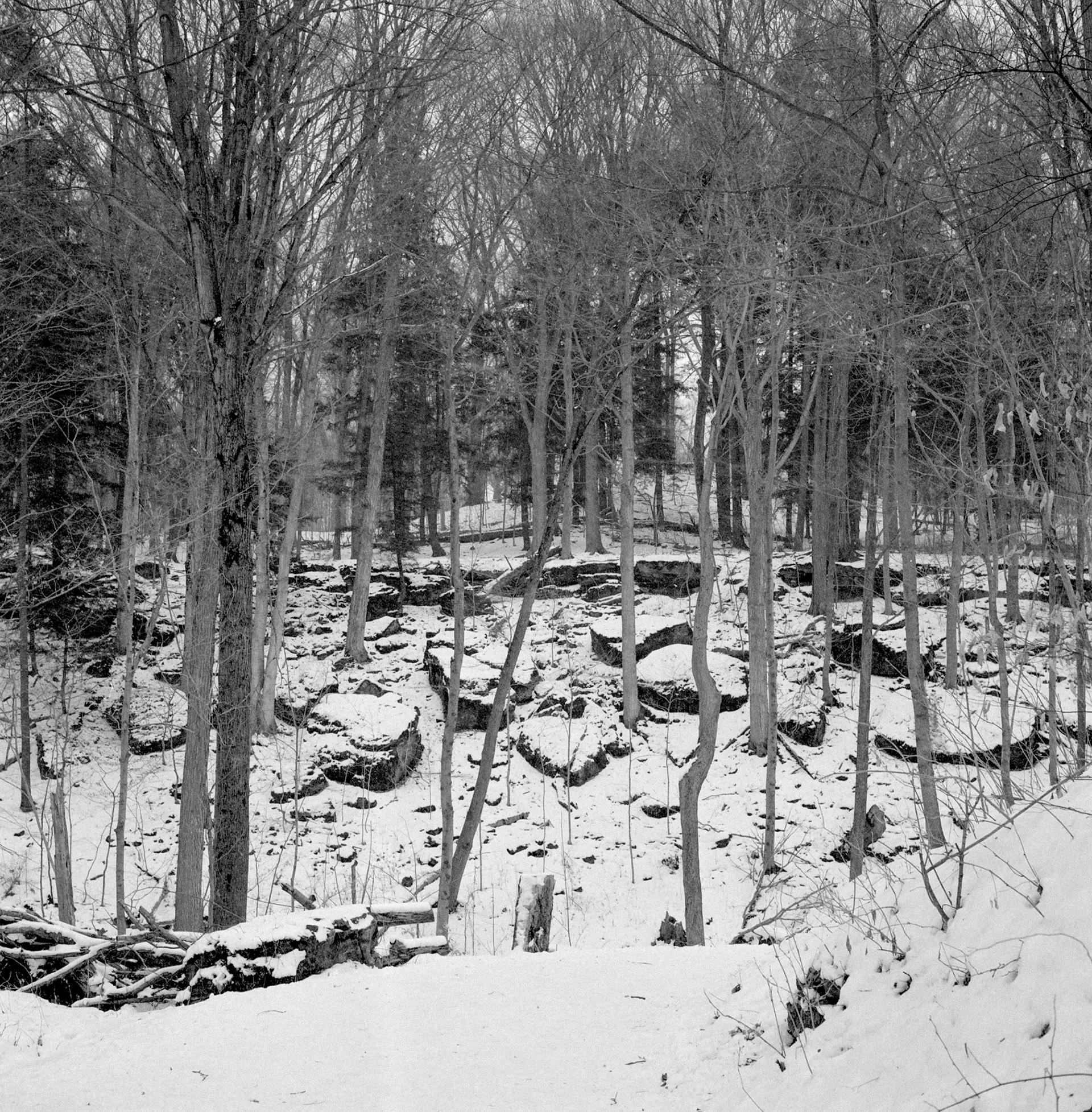 Winter landscape