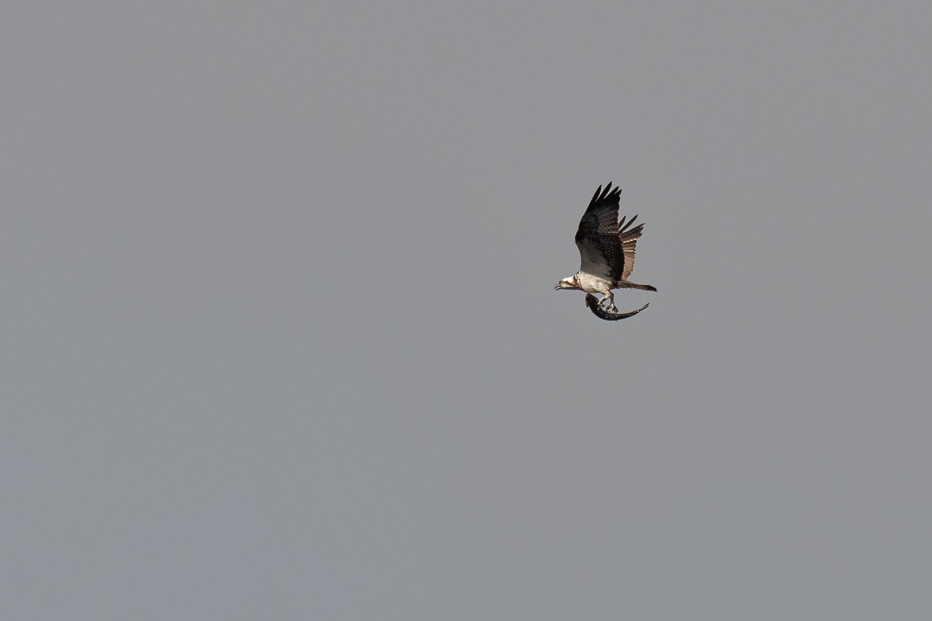 127. Bonus Osprey!