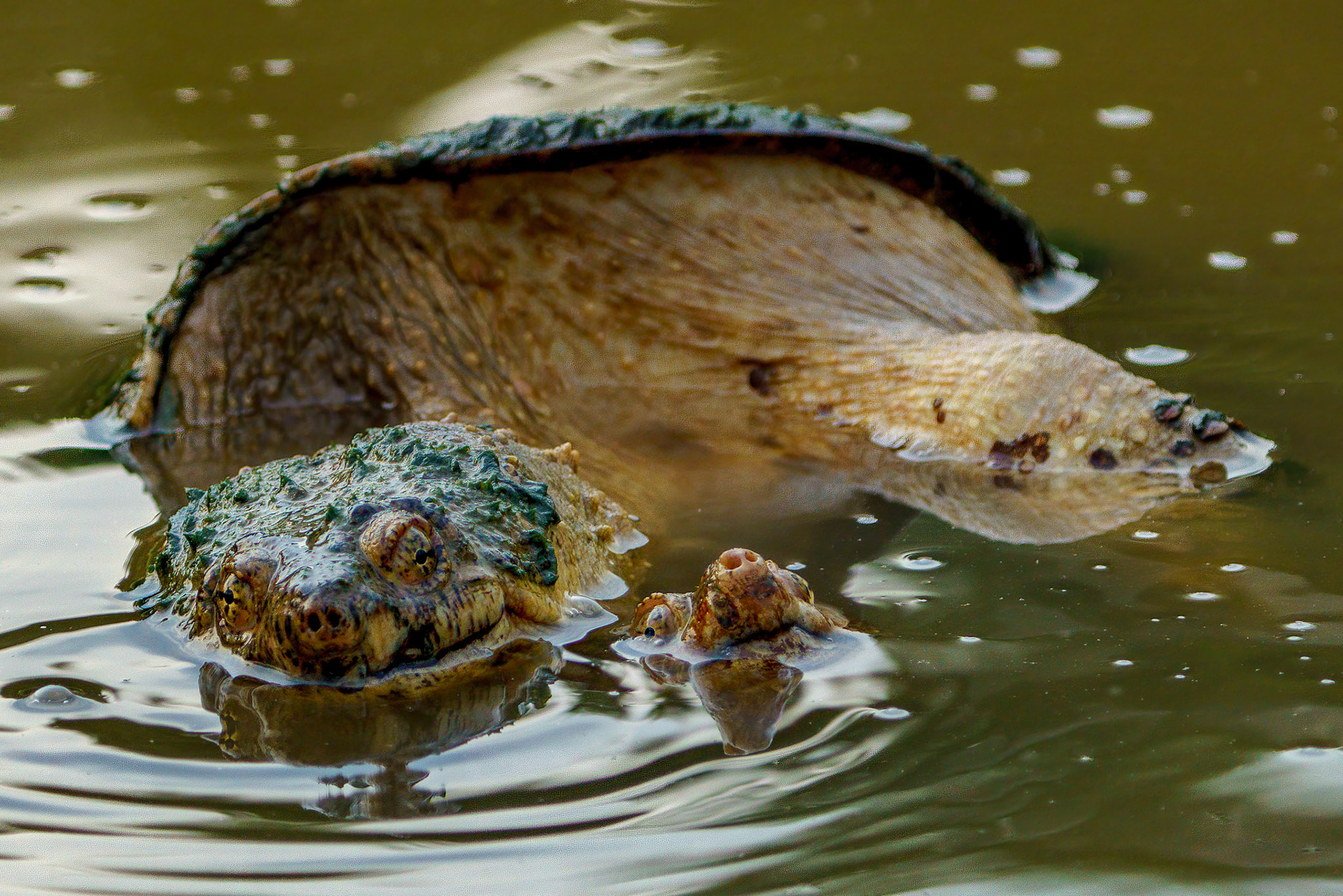 It took me a minute to realize what was happening when this scene unfolded. This is a pair of snapping turtles mating.