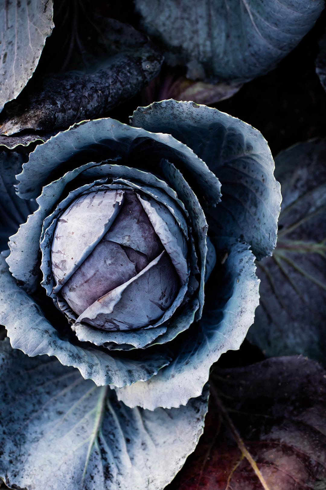 Purple cabbage 2