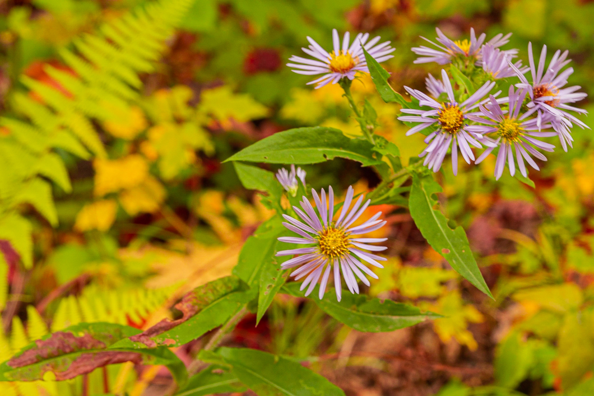 Purplestem Aster