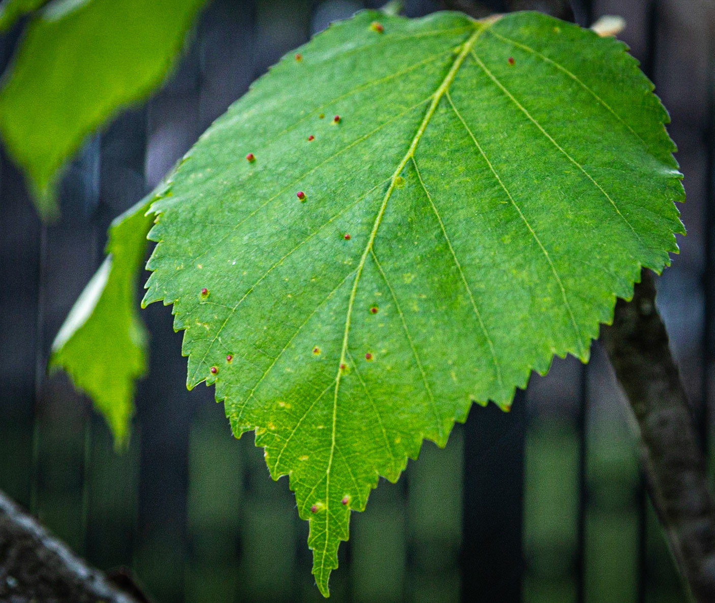 Feuille de bouleau