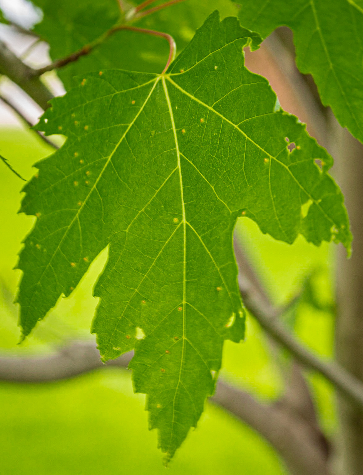 Feuille d'érable
