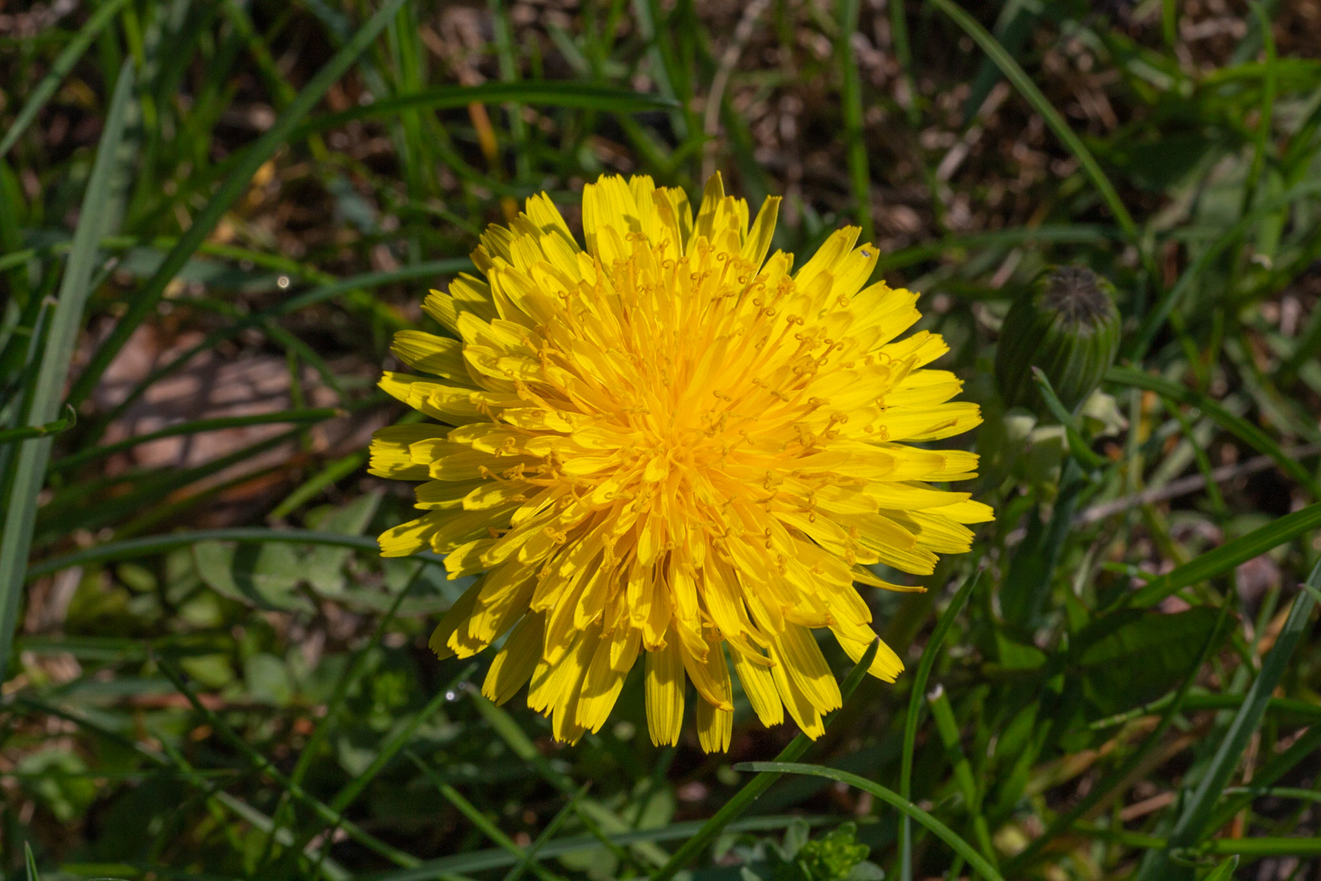Pissenlit (Dandelion)