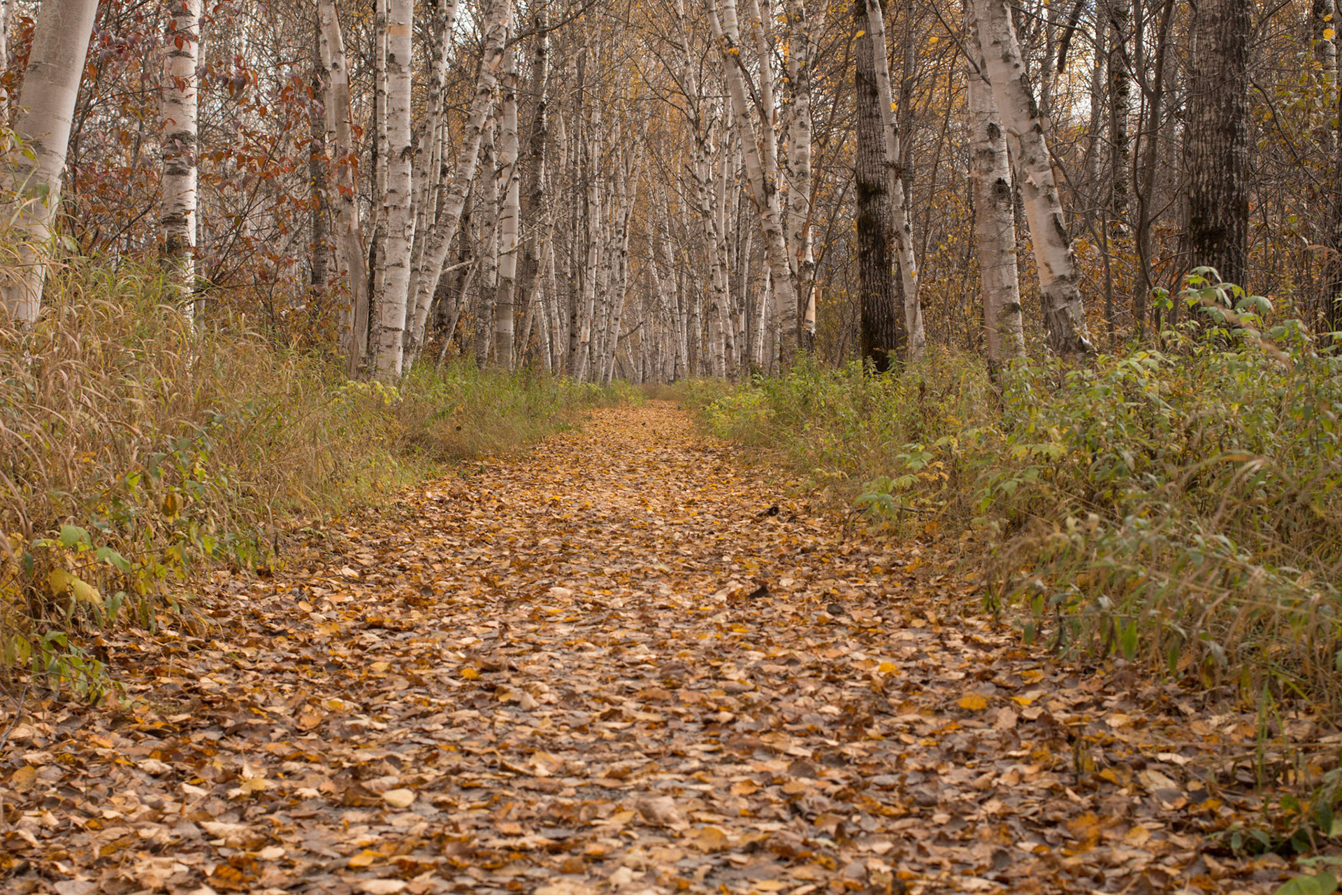 Automne