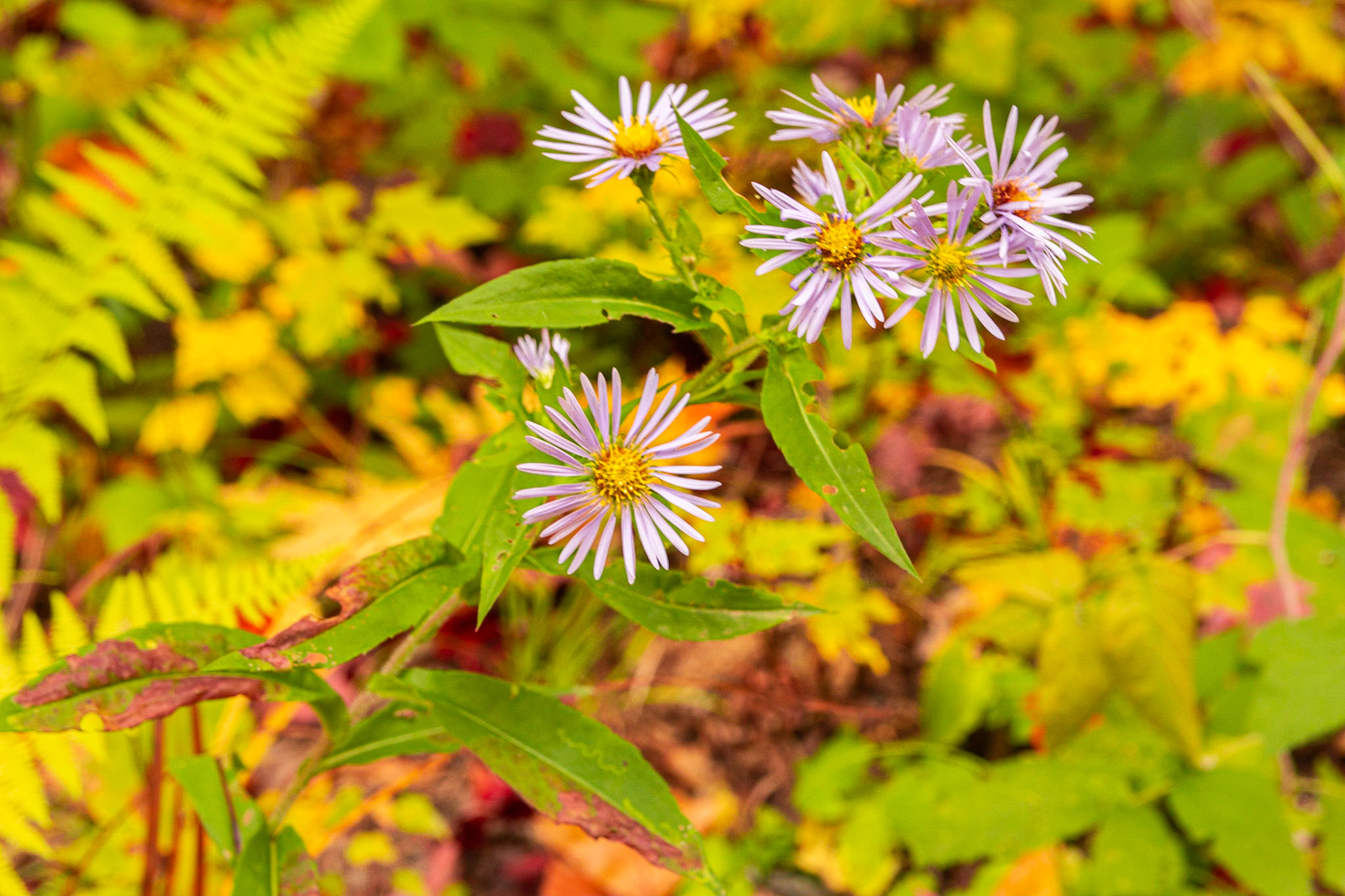 Purplestem Aster
