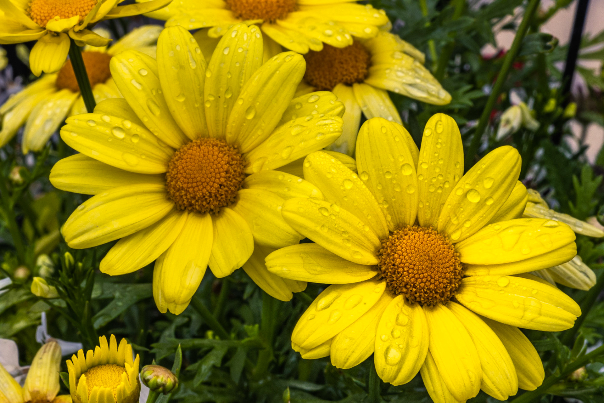 Marguerite jaune(Yellow daisy)
