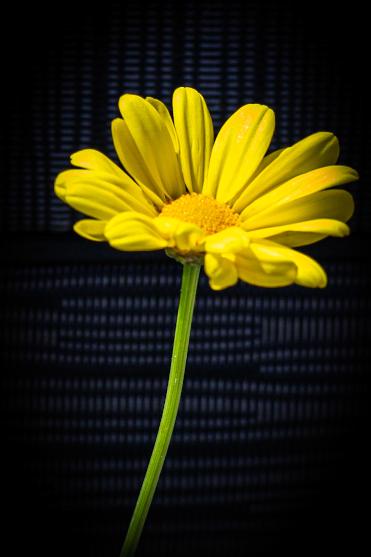 Marguerite beauté jaune