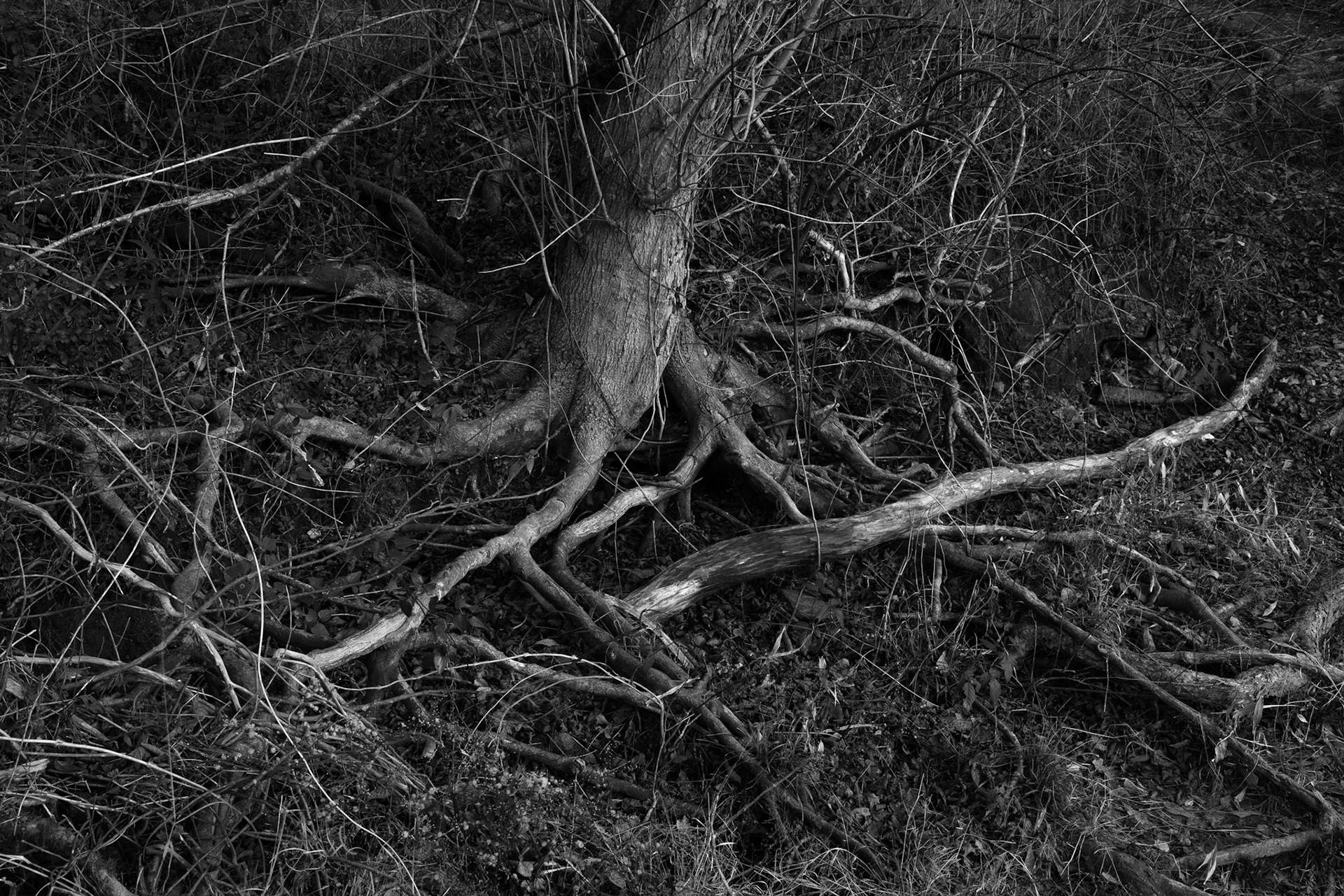 Complex Landscape, Chattahoochee River, Atlanta Georgia 2014