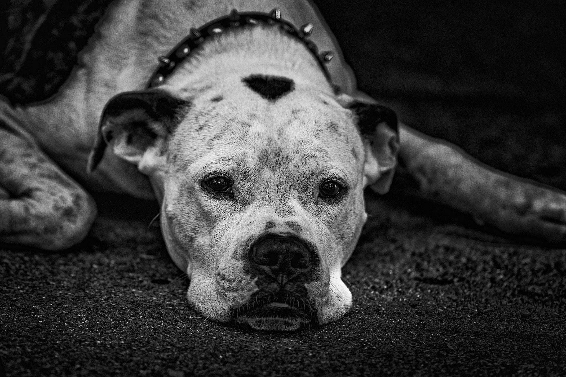 I do not knwo much about this dog. He was waiting for his owner and posing for me...
