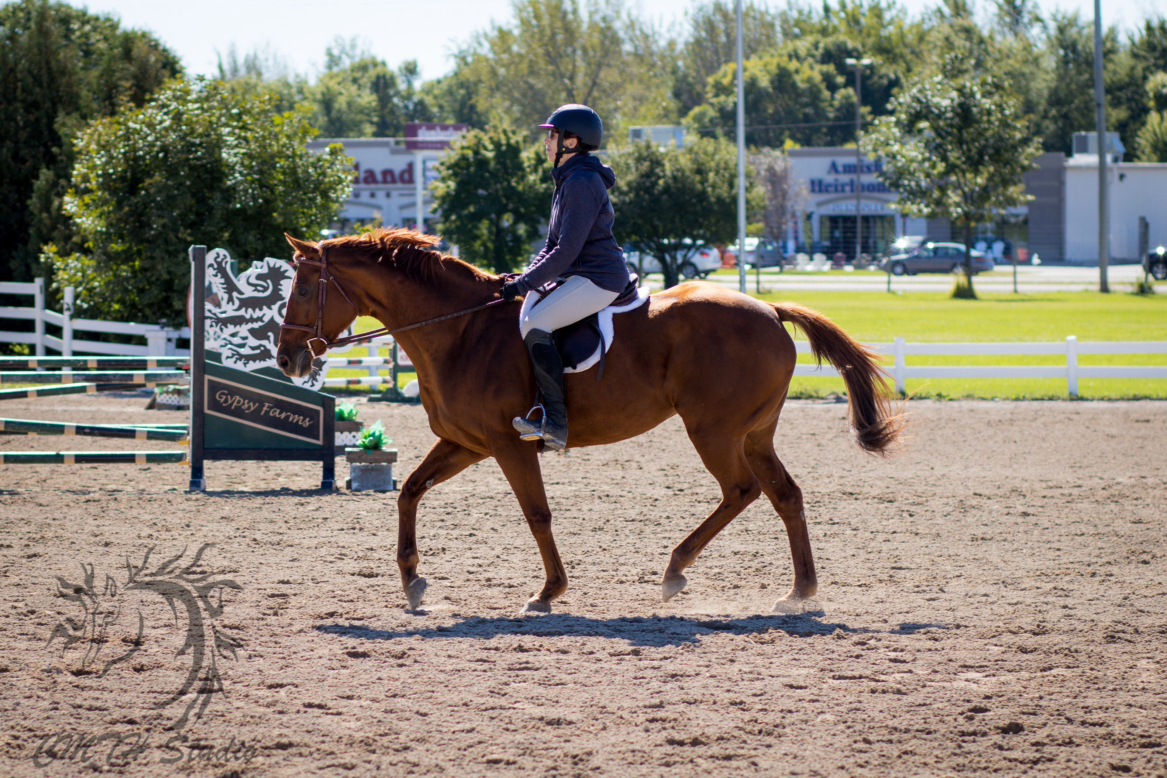 Essay about western pleasure vs hunter jumpers picture