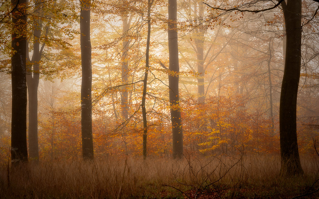 Hald Egeskov #9